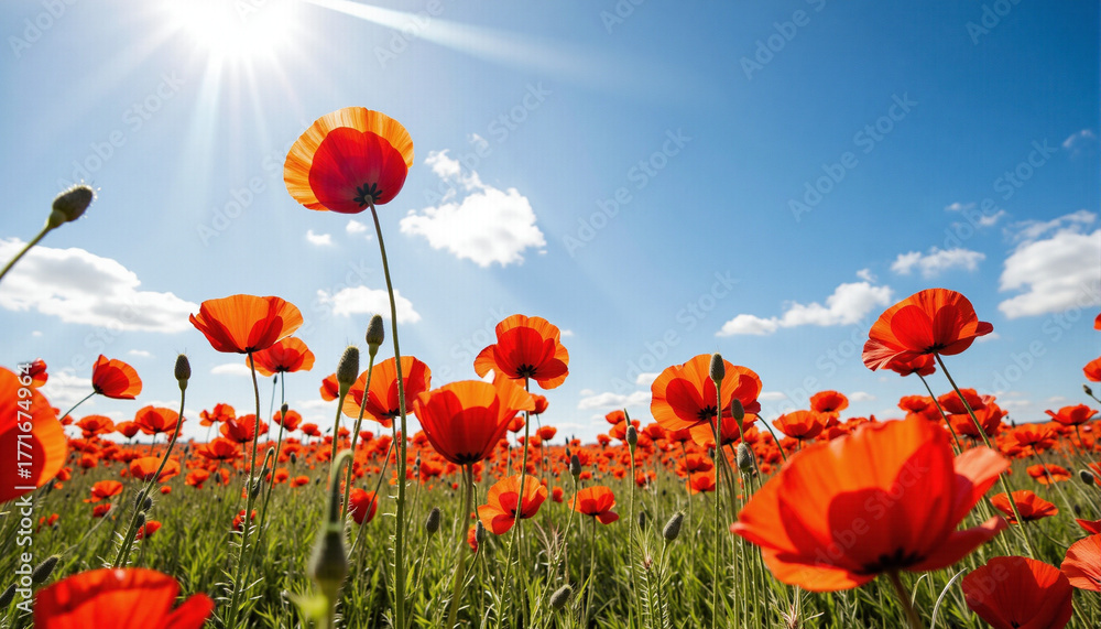 Naklejka premium Field of red poppies swaying in the breeze under a sunny sky 
