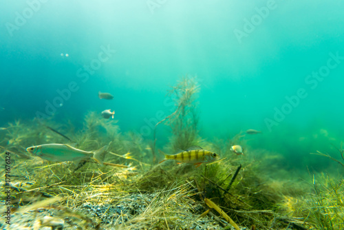 Ein Flussbarsch in einem See