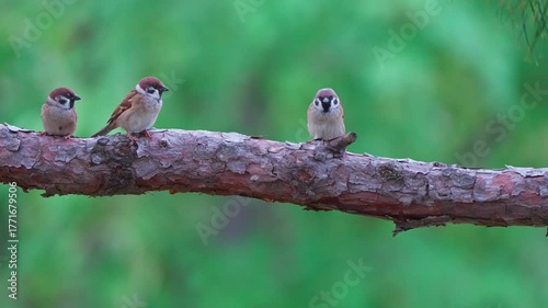 Group of Tree Sparrows Perching and Interacting on a Branch