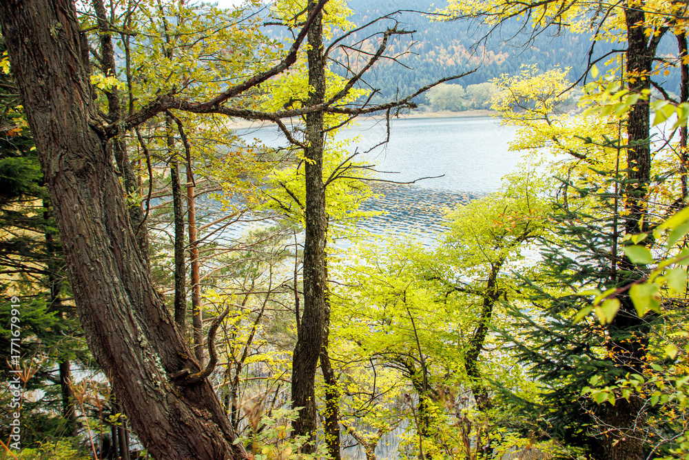 Obraz premium forest trees and lake