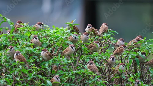 Large Flock of Tree Sparrows Gathered in a Green Bush