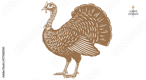 Turkey. Thanksgiving Day. Vintage retro print, artwork engraved sketch turkey drawing, old school style. Sketch artwork silhouette turkey, thanksgiving day. Side view profile. Vector Illustration