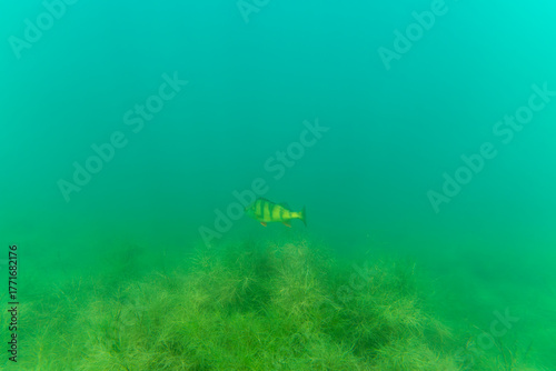 Ein Flussbarsch in einem See