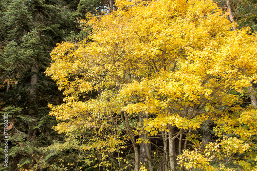 Fototapeta Naklejka Na Ścianę i Meble -  autumn landscape, yellow tree leaves in the forest 
