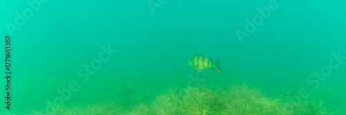 Ein Flussbarsch in einem See
