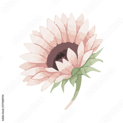 sunflower vector illustration design