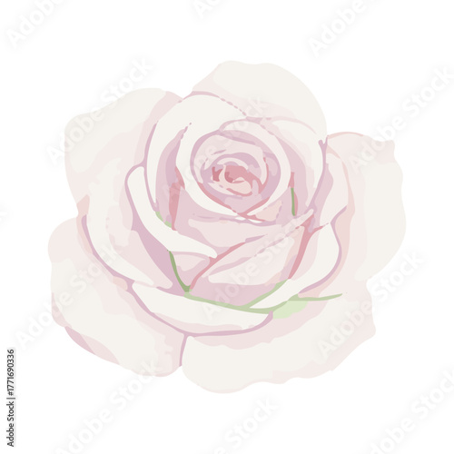 rose vector illustration design