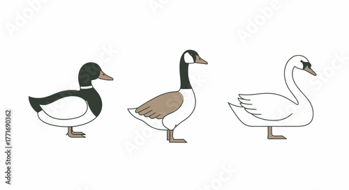 Duck Goose and Swan, Minimalist Flat Vector Illustration of Waterfowl