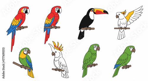 Exotic Birds Collection Cartoon Illustration Parrot Toucan Cockatoo