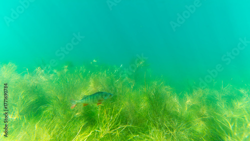 Ein Flussbarsch in einem See