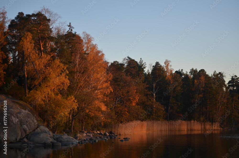 Fototapeta premium Autumn in the forest