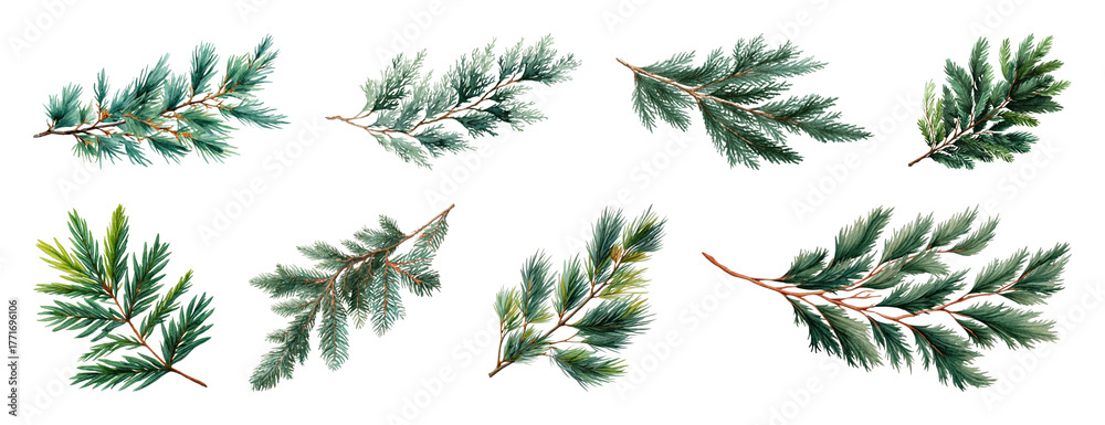 Fototapeta premium PNG Realistic evergreen pine branches illustration, element set on transparent background