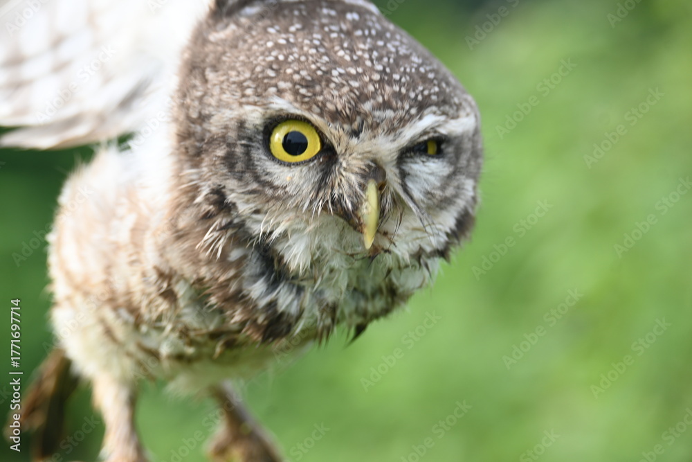 Obraz premium Spotted owlet or Athene brama owlet. It is a small&nbsp;owl&nbsp;which breeds in tropical&nbsp;Asia&nbsp;from&nbsp;Southeast Asia. This is a roost in small groups in the hollows of trees or in cavities in rocks and buildings.