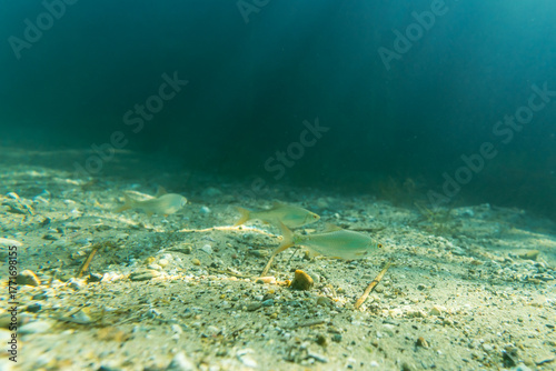 Rotauge in einem klaren See