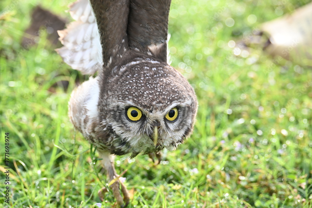 Obraz premium Spotted owlet or Athene brama owlet. It is a small&nbsp;owl&nbsp;which breeds in tropical&nbsp;Asia&nbsp;from&nbsp;Southeast Asia. This is a roost in small groups in the hollows of trees or in cavities in rocks and buildings.