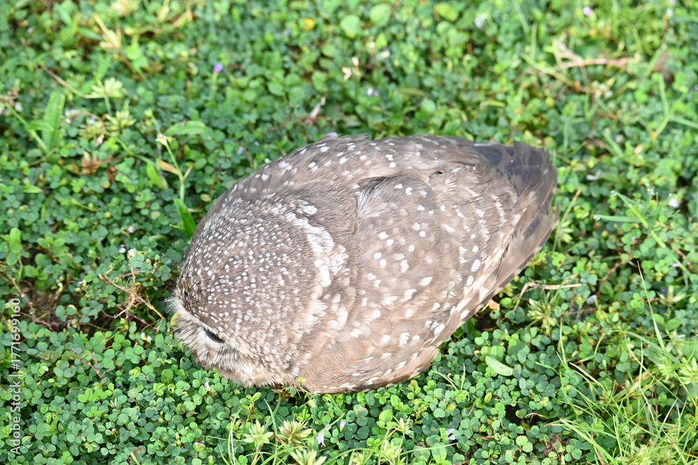 Obraz premium Spotted owlet or Athene brama owlet. It is a small&nbsp;owl&nbsp;which breeds in tropical&nbsp;Asia&nbsp;from&nbsp;Southeast Asia. This is a roost in small groups in the hollows of trees or in cavities in rocks and buildings.