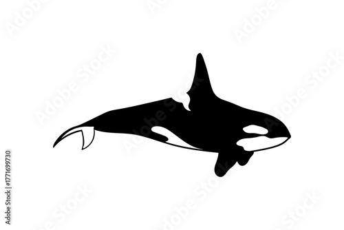 Swimming orca whale isolated on white background. Vector illustration