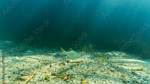 Rotauge in einem klaren See