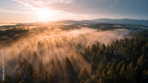 Misty forest at sunrise with sun rays breaking through the fog