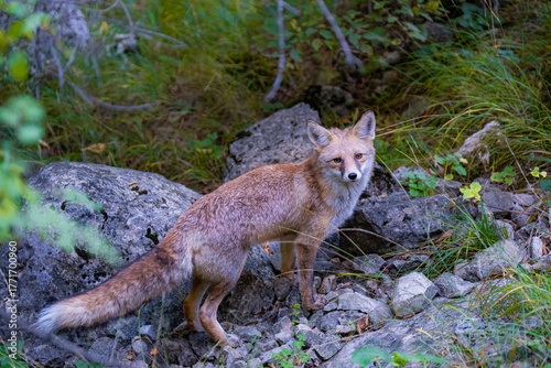 fox
