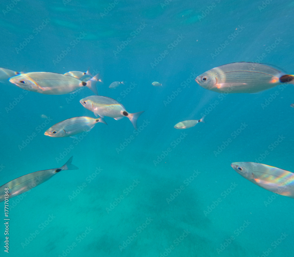 Naklejka premium School of fish swimming in the sea. Underwater shot of white seabreams. Saddled seabream, Oblada melanura.
