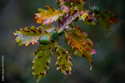 the oak tree
