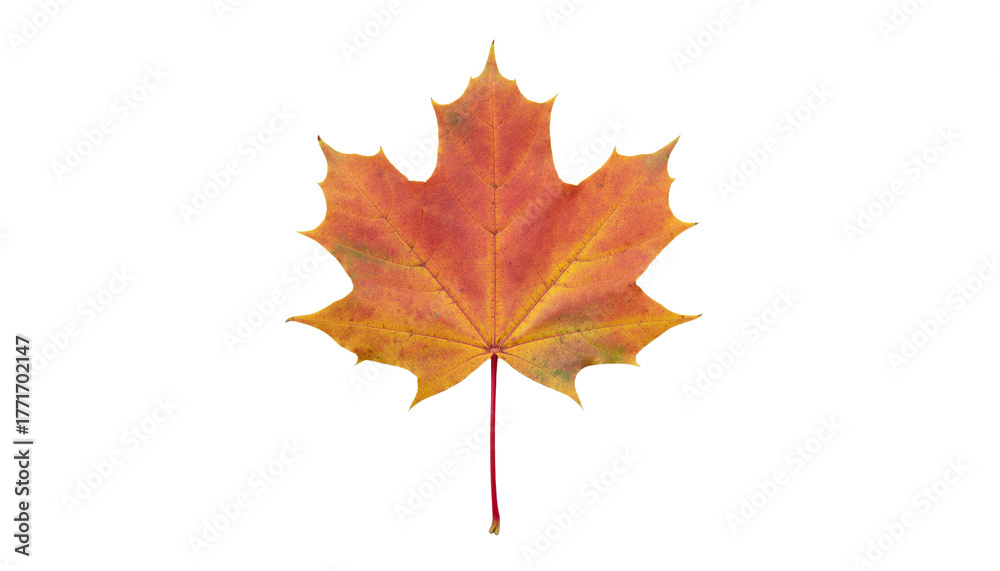 Fototapeta premium Vibrant orange and yellow maple leaf, red stem, cut out on transparent background