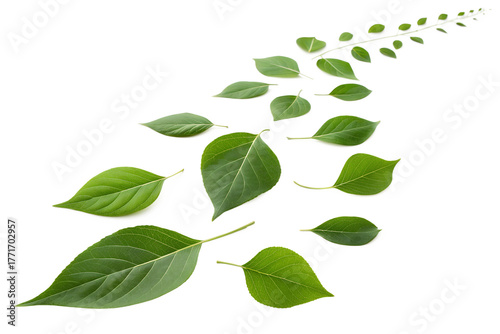 Fresh green leaves flowing and falling from a branch against a dark background