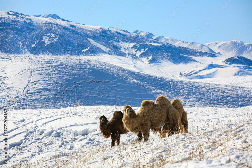 Fototapeta premium Camels graze on the Ushkonyr plateau, a high-mountain zhailau located 50 kilometers from Almaty in Kazakhstan.
