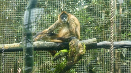 Wallpaper Mural Costa Rica La Paz Waterfall Gardens A view of a spider monkey on a limb in a cage Torontodigital.ca