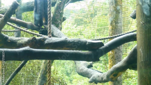 Costa Rica La Paz Waterfall Gardens Following a white faced monkey as it climbs through the trees