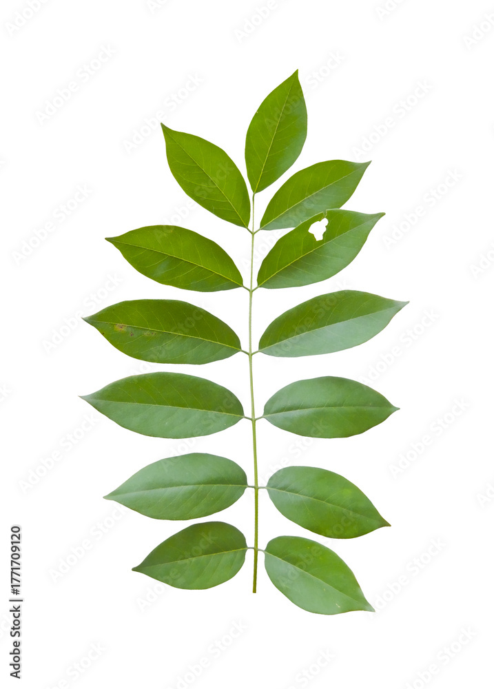 Fototapeta premium Green compound leaf isolated on transparent background cutout