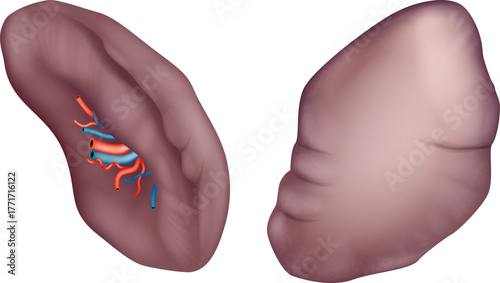 Realistic medical illustration showing the human spleen. The image depicts both the external view and a sectional view with visible blood vessels, including arteries and veins. 
