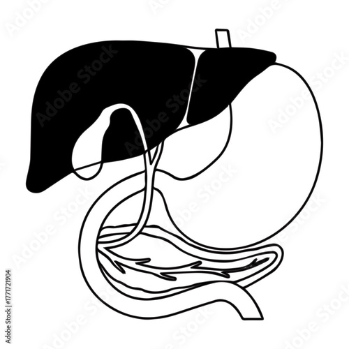 Human Digestive System