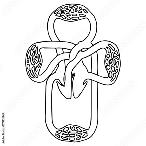 Circulatory System Diagram