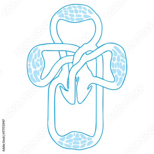 Human Circulation Blueprint
