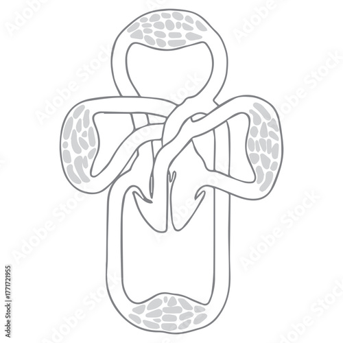 Human Circulation System