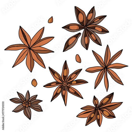 Large multi-colored set of anise spice, seeds and pods in brown colors on white