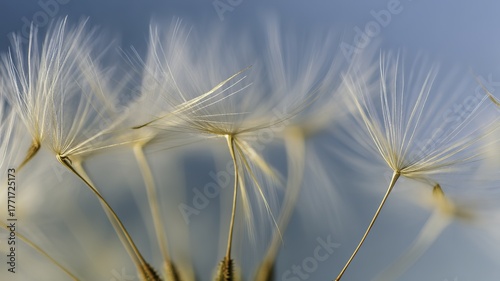Close-up of dandelion seeds with feathery parachutes against a blurred blue background