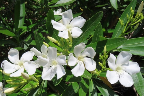 White oleander nerium flowers blooming on the bush in Florida nature, closeup