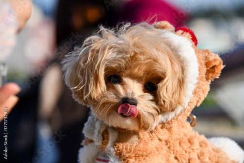 Fotografi 개, 푸들, 애완 동물, animal, 송곳니, 강아지, 귀여운, 작은, 사랑스러운, 갈색, 머리, 앉아있는, 익살, 포유동물
