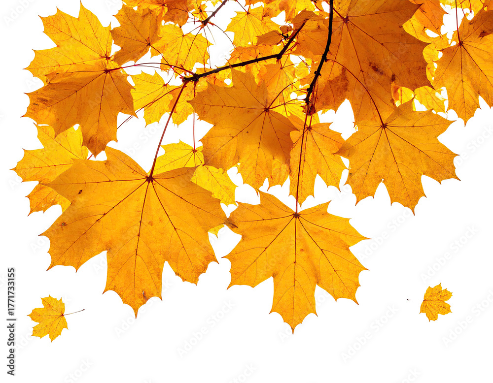 Fototapeta premium Golden leaves against a dark background, evoking autumnal beauty and change