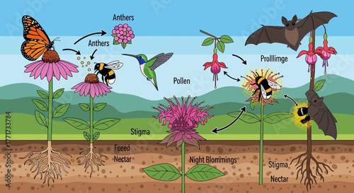 Pollination Process with Insects, Birds, and Bats on Flowers.