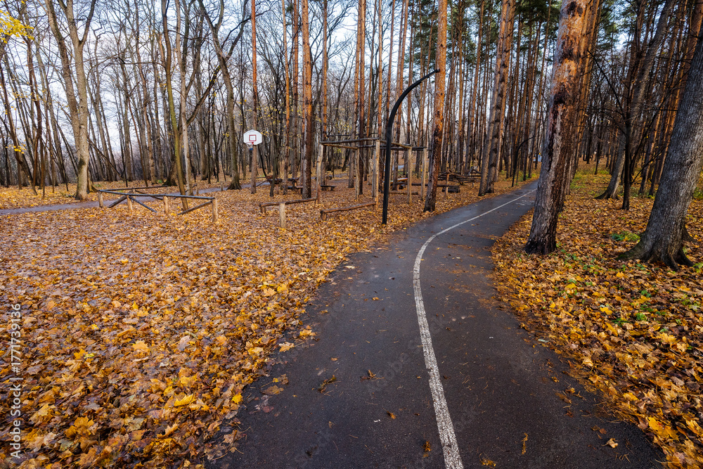Obraz premium quiet asphalt walkway amidst colorful leaf litter, curved asphalt trail lined with birch trees