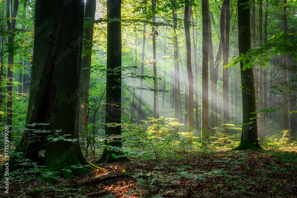Naklejka premium Beautiful sunny morning in green forest