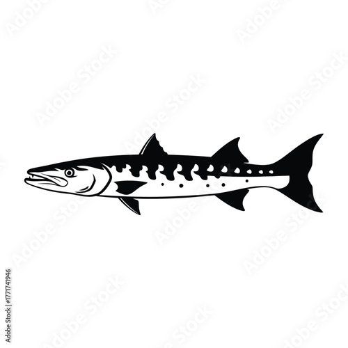 Illustration of a barracuda, showcasing its elongated body, pointed head, and sharp teeth, a formidable predator of the ocean