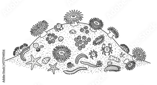 Hand drawn illustration of various marine invertebrates on the seabed.