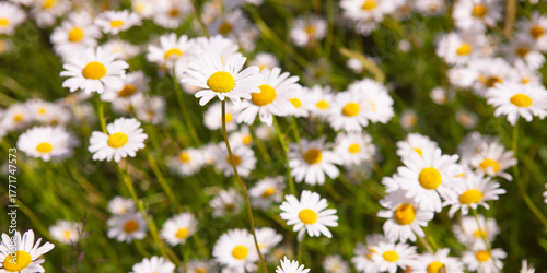 Daisies in a wildflower meadow