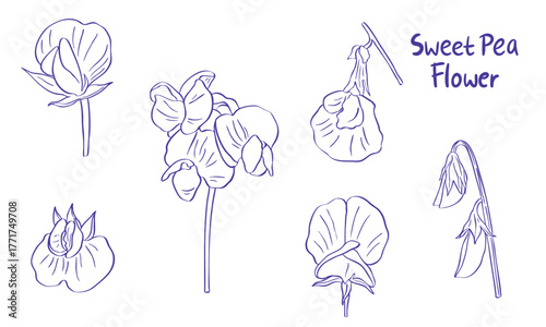 sweet pea flower illustration hand drawn sketch collection set