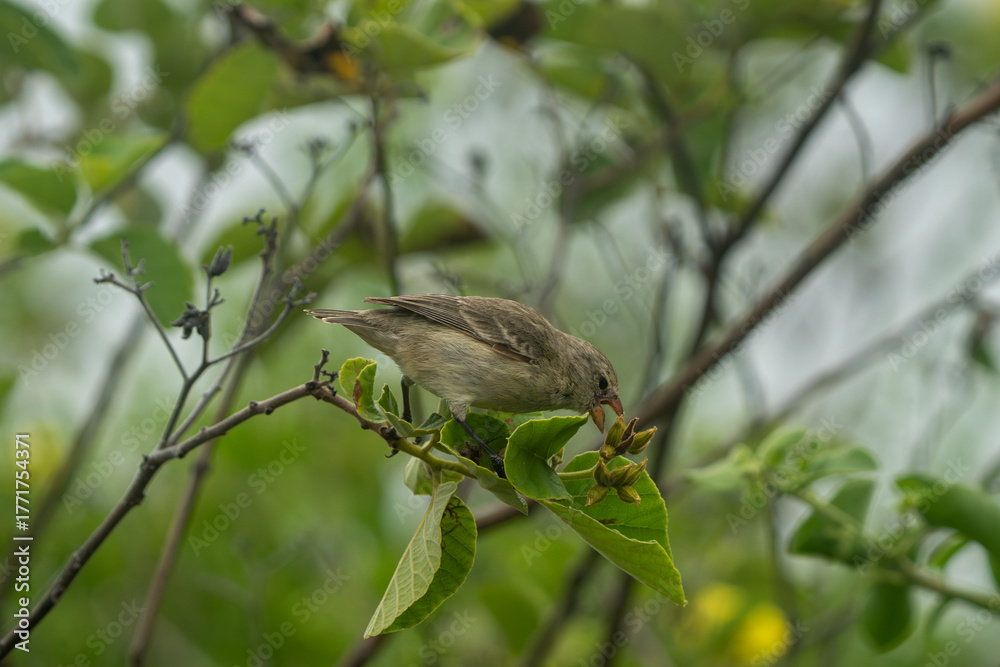 Fototapeta premium Galapagos finch